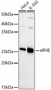 [KD Validated] eIF4E Rabbit pAb