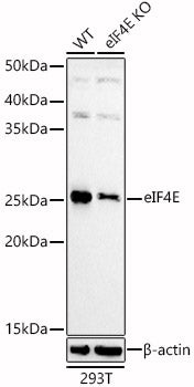 [KD Validated] eIF4E Rabbit pAb