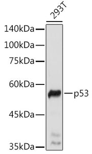 p53 Rabbit pAb