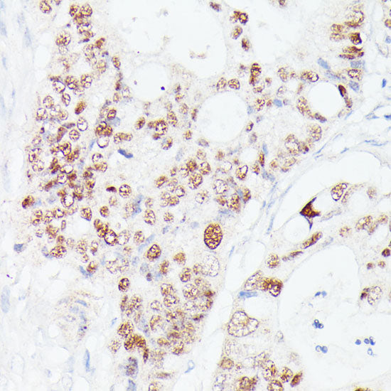 p53 Rabbit pAb