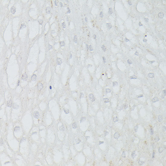 p53 Rabbit pAb