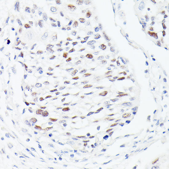 p53 Rabbit pAb