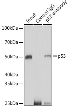 p53 Rabbit pAb