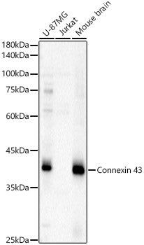 Connexin 43 Rabbit pAb