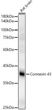 Connexin 43 Rabbit pAb