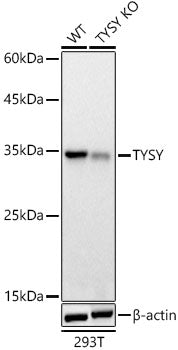 [KO Validated] TYSY Rabbit pAb