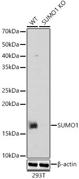 [KO Validated] SUMO1 Rabbit pAb