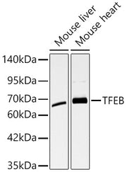 TFEB Rabbit pAb