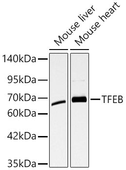 TFEB Rabbit pAb