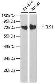 HCLS1 Rabbit pAb