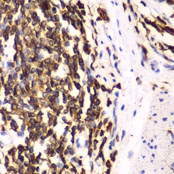 HCLS1 Rabbit pAb