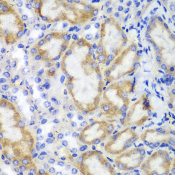 HCLS1 Rabbit pAb