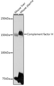 Complement factor H Rabbit pAb