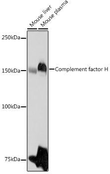 Complement factor H Rabbit pAb