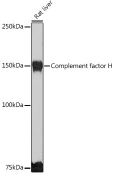 Complement factor H Rabbit pAb