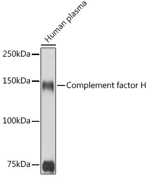 Complement factor H Rabbit pAb