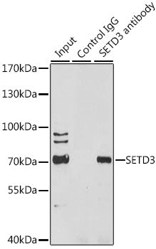 SETD3 Rabbit pAb