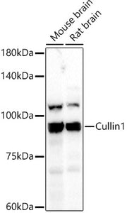 Cullin 1 Rabbit pAb