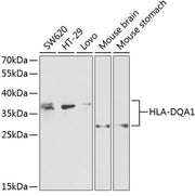 HLA-DQA1 Rabbit pAb