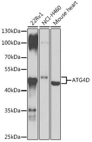 ATG4D Rabbit pAb