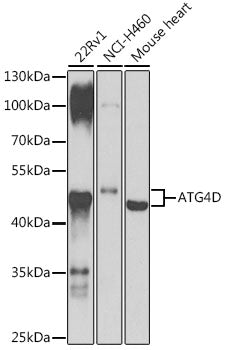 ATG4D Rabbit pAb