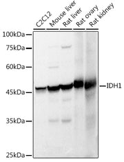 IDH1 Rabbit pAb