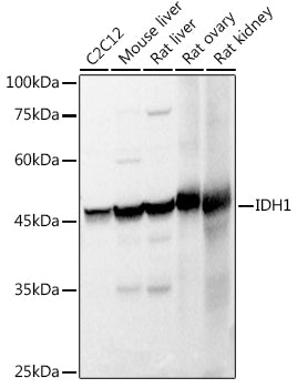IDH1 Rabbit pAb