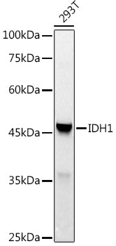 IDH1 Rabbit pAb
