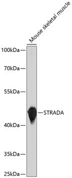 STRADA Rabbit pAb