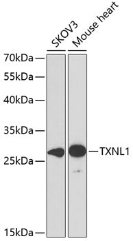 TXNL1 Rabbit pAb