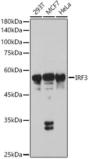 IRF3 Rabbit pAb