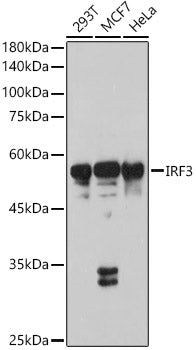 IRF3 Rabbit pAb