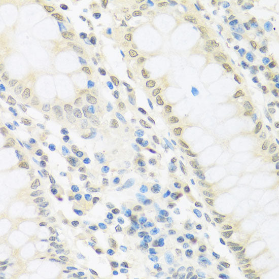 IRF3 Rabbit pAb