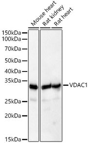 [KD Validated] VDAC1 Rabbit pAb