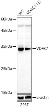 [KD Validated] VDAC1 Rabbit pAb