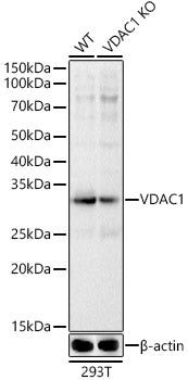 [KD Validated] VDAC1 Rabbit pAb