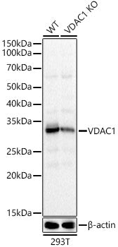 [KD Validated] VDAC1 Rabbit pAb