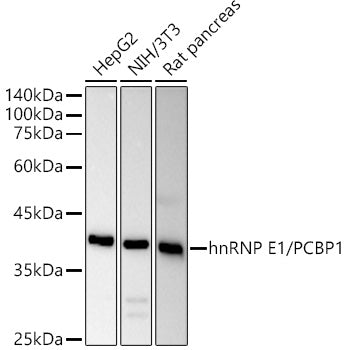 [KO Validated] hnRNP E1/PCBP1 Rabbit pAb