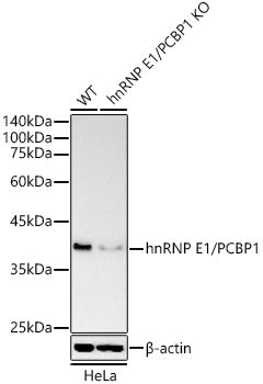 [KO Validated] hnRNP E1/PCBP1 Rabbit pAb