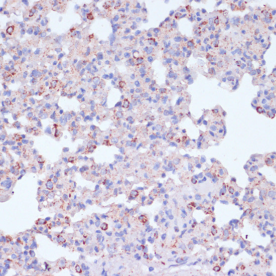 CD18 Rabbit pAb