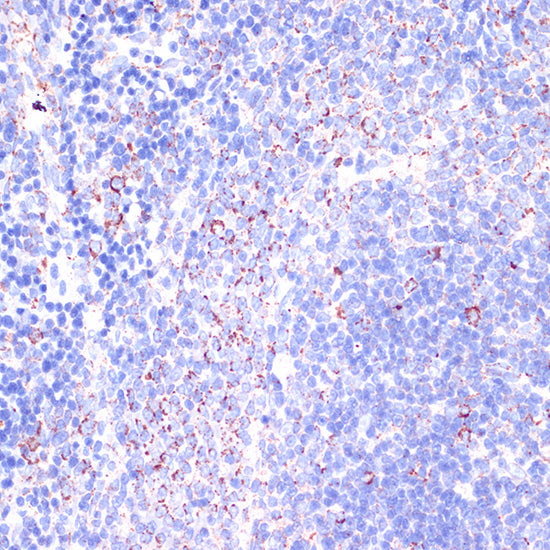 CD18 Rabbit pAb