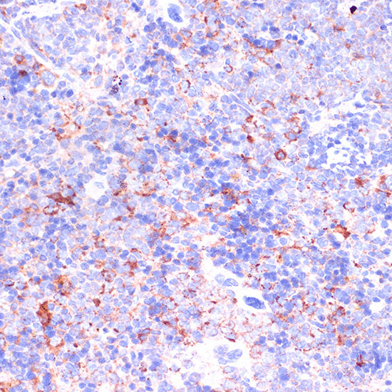 CD18 Rabbit pAb