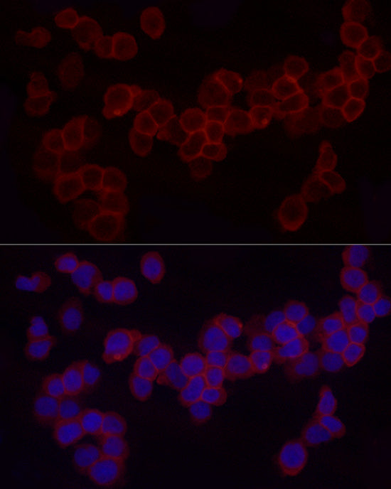 CD18 Rabbit pAb