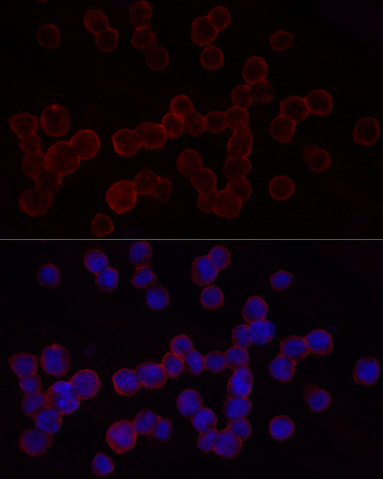CD18 Rabbit pAb