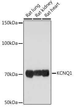 KCNQ1 Rabbit pAb