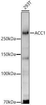 ACC1 Rabbit pAb