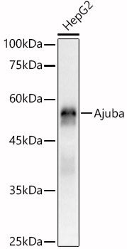 [KO Validated] Ajuba Rabbit pAb