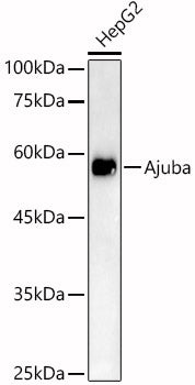 [KO Validated] Ajuba Rabbit pAb
