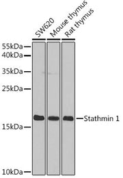Stathmin 1 Rabbit pAb