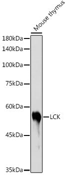 LCK Rabbit pAb